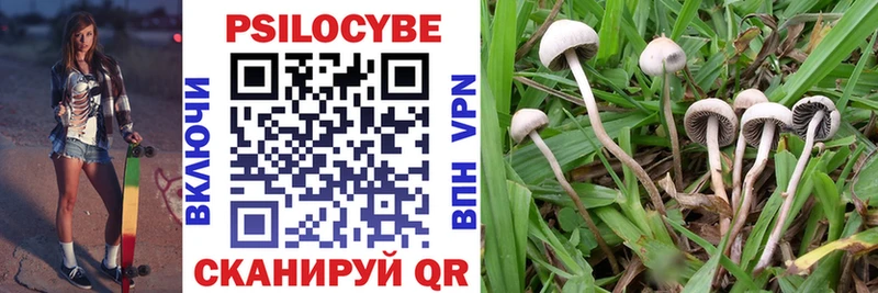 OMG маркетплейс  Ильский  Галлюциногенные грибы Cubensis 